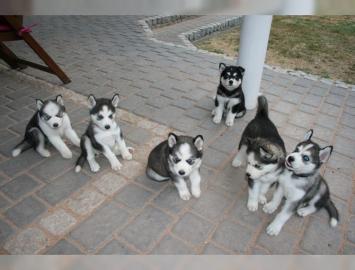 Siberian husky welpen