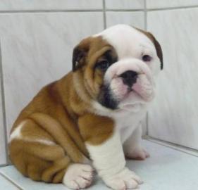 Liebevolle Bulldoggenwelpen