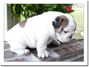 Englische Bulldoggen Welpen 100 euros