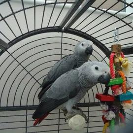 Wundersch�ne Graupapageien f�r ein sch�n