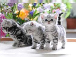 2 Maine Coon Kitten mit Stammbaum abzuge
