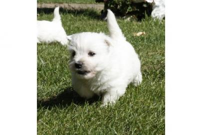 West Highland White Terrier