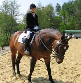 Top Dressurpferd 7- 8 j.  Hannoveranerwal