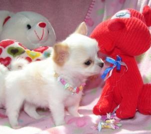 CHIHUAHUA-Welpen, R�den&H�ndinnen,mit Ah
