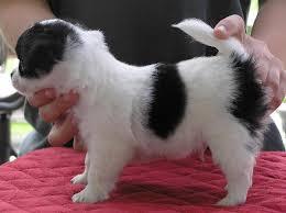 CHIHUAHUA-Welpen, R�den&H�ndinnen,mit Ah