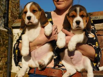 Charmant Beagle-Welpen