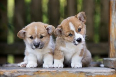 Corgi-Welpen zur Vermittlung