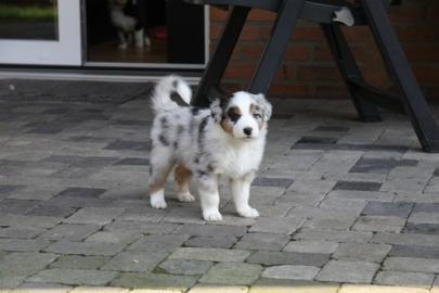Bildsch�ne Australian Shepherd Welpen
