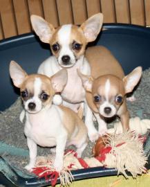 Wundersch�ne Mini Zwei baby Chihuahua We
