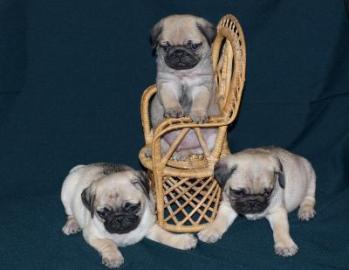 Mini Mops Welpen