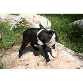 S��e Boston Terrier Welpen
