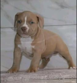 Pitbull-Welpen mit Papieren