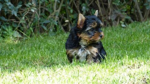 Putzige  Yorkshire Terrier  welpen