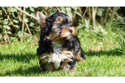 Putzige  Yorkshire Terrier  welpen
