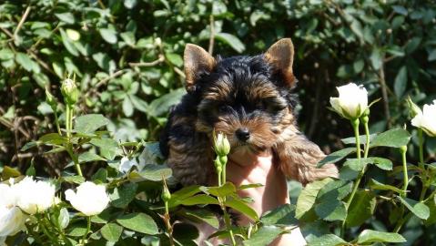 Putzige  Yorkshire Terrier  welpen