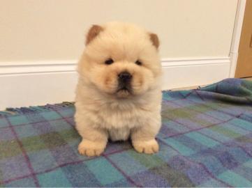 s??er Chow Chow Welpen