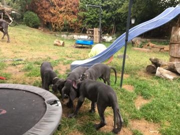 Wunderh?bsche Deutsche Doggen Welpen