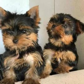 Absolut gesunde Yorkie-Welpen