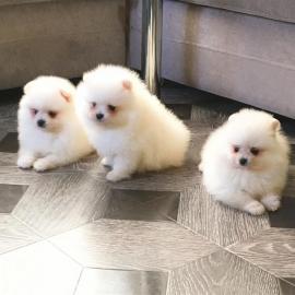 Wundersch?ne Pomeranian