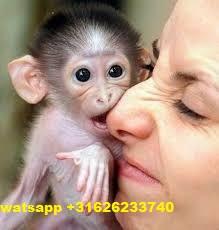 Nette Capuchino Monkeys bereit f�r die