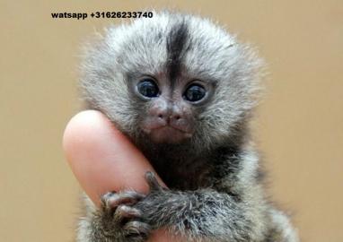 Nette Capuchino Monkeys bereit f�r die