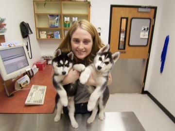 Gesunde und sch�ne siberian Husky welpen