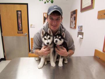 Gesunde und sch�ne siberian Husky welpen