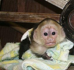 BabyAffen jetzt verf?gbar 8txc