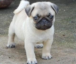 12 Wochen alt Mops Welpen