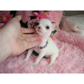 chihuahua Welpen