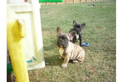 Franz�sische Bulldoggen in choco und mit