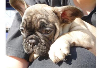 Franz�sische Bulldoggen in choco und mit