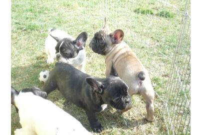 Franz�sische Bulldoggen in choco und mit