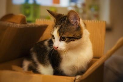 Wundersch?ne reinwei?e und braune t?rkis