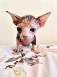 Weibliches Sphynx-K?tzchen