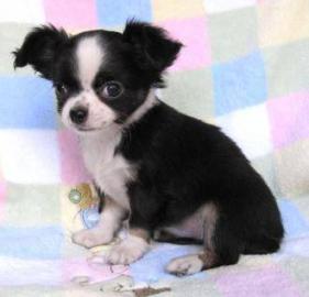 Chihuahua langhaar Welpe R�de (wei�-sch