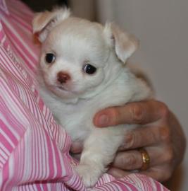 Chihuahua langhaar Welpe R�de (wei�-sch