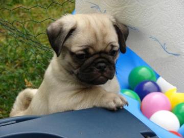Mops welpen suchen neues Zuhause