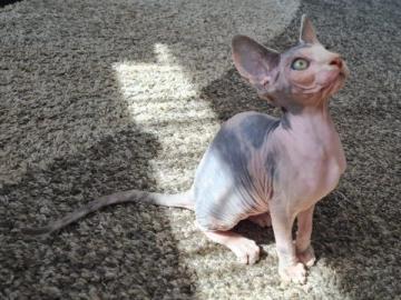 Sphynx Katzchen abgabebereit mit Stammba