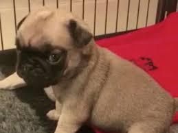Mops Welpen efg