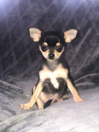 Sch?ne Chihuahua-Welpen