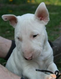 5 Miniatur Bullterrier Welpen