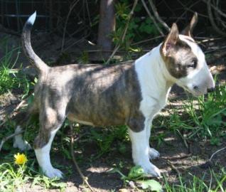 5 Miniatur Bullterrier Welpen