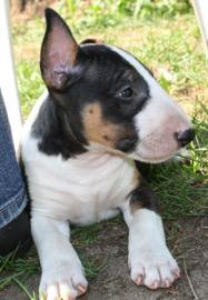 5 Miniatur Bullterrier Welpen