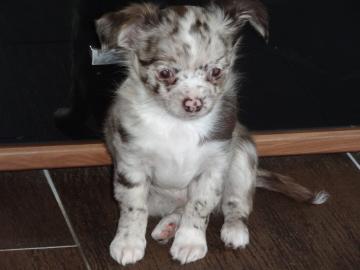 Super sch�ne Typvolle Chihuahua-Welpen