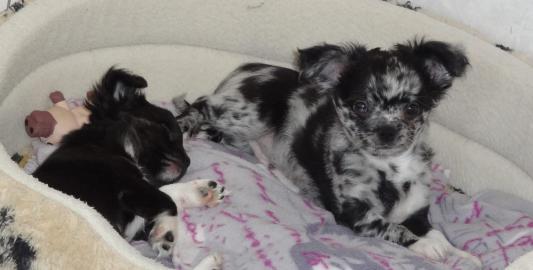 Super sch�ne Typvolle Chihuahua-Welpen
