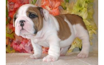 Englisch Bulldogge Welpen zu verkaufen