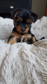 Yorkshire Terrier Yorki Welpen