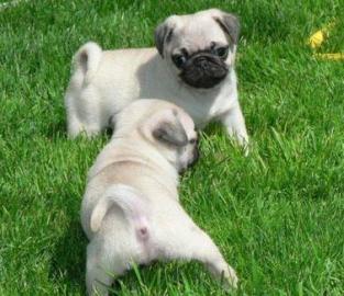 Mops Welpen mit FCI Ahnentafel