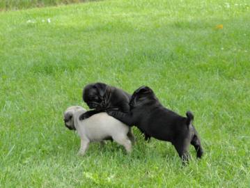 Mops Welpen mit FCI Ahnentafel